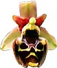 Ophrys holoserica (Burm.fil.) Greuter